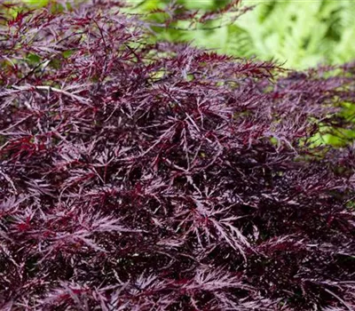 Acer palmatum 'Garnet' Acer palmatum 'Garnet'