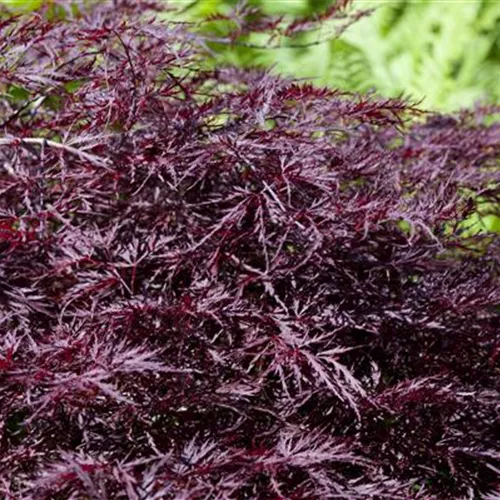 Acer palmatum 'Garnet'