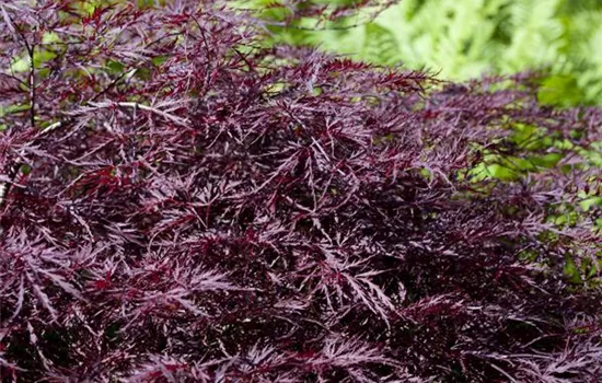 Acer palmatum 'Garnet' Acer palmatum 'Garnet'