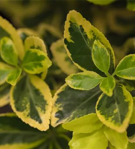 Euonymus japonicus 'Marieke' Euonymus japonicus 'Marieke'