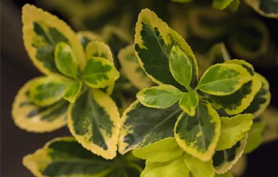 Euonymus japonicus 'Marieke'