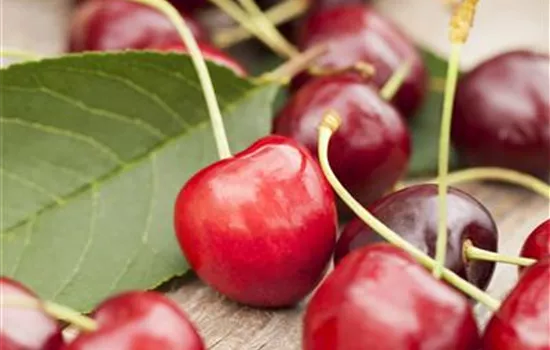 Prunus cer.'Karneol' zert.