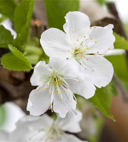 Prunus av.'Sylvia' CAC