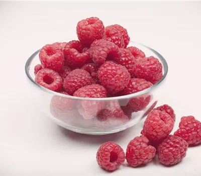 Rubus id.'Aroma-Queen' -S- CAC II Rubus id.'Aroma-Queen' -S- CAC II