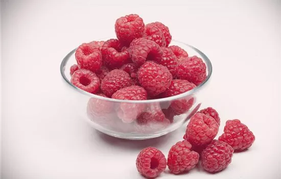 Rubus id.'Aroma-Queen' -S- CAC II Rubus id.'Aroma-Queen' -S- CAC II