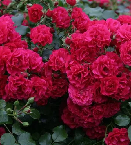 Rosa 'Gärtnerfreude' -R- BDR III