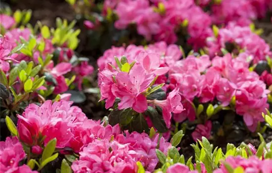 Rhododendron obt.'Canzonetta' III