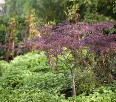 Acer palmatum 'Inaba-shidare'
