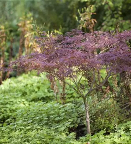 Acer palmatum 'Inaba-shidare'