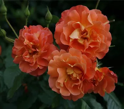 Rosa 'Westerland' -R- STR III Rosa 'Westerland' -R- STR III