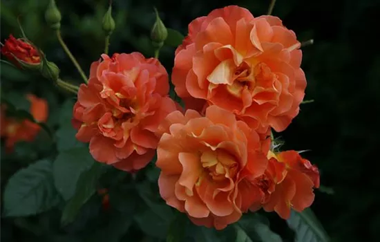 Rosa 'Westerland' -R- STR III Rosa 'Westerland' -R- STR III