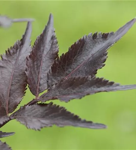 Sambucus nigra 'Black Beauty' -R-