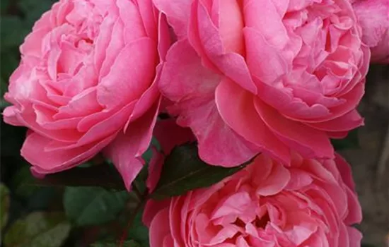 Rosa 'Kölner Flora' -R- STR V