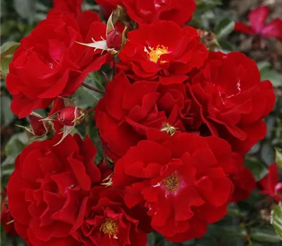 Rosa 'Mainaufeuer' -R- BDR III Rosa 'Mainaufeuer' -R- BDR III