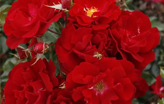 Rosa 'Mainaufeuer' -R- BDR III Rosa 'Mainaufeuer' -R- BDR III