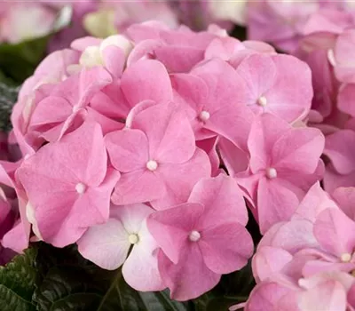 Hydrangea m., rosa Hydrangea m., rosa