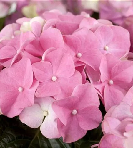 Hydrangea m., rosa
