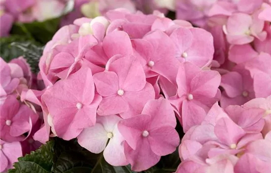 Hydrangea m., rosa Hydrangea m., rosa
