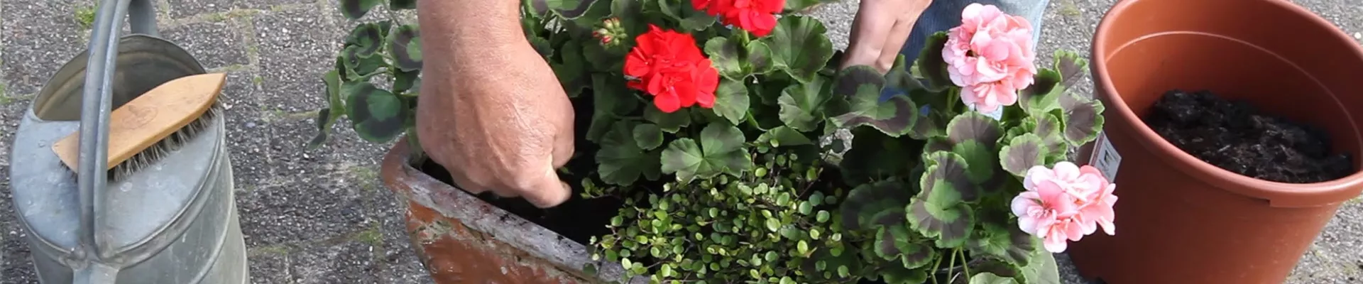 Balkonkasten - Bepflanzen mit mehreren Blumen (Anleitung - 4)