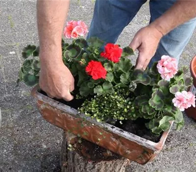 Anhaltende Schönheit: den Balkonkasten dauerhaft begrünen Anhaltende Schönheit: den Balkonkasten dauerhaft begrünen