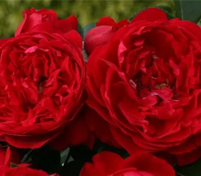 Rosa 'Florentina' -R- KL VI Rosa 'Florentina' -R- KL VI