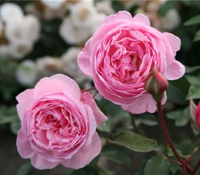 Rosa 'Kiss Me Kate' -R- KL