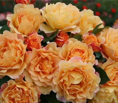 Rosa 'Sonnenwelt' -R- STR V Rosa 'Sonnenwelt' -R- STR V