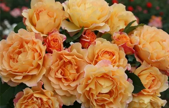 Rosa 'Sonnenwelt' -R- STR V Rosa 'Sonnenwelt' -R- STR V