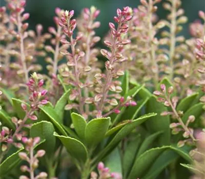 Pieris japonica 'Purity'