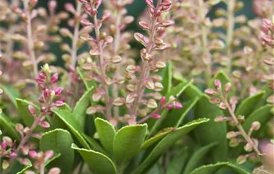 Pieris japonica 'Purity'