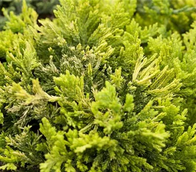 Juniperus com.'Lemon Carpet' Juniperus com.'Lemon Carpet'