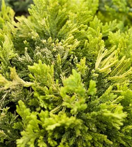 Juniperus com.'Lemon Carpet'