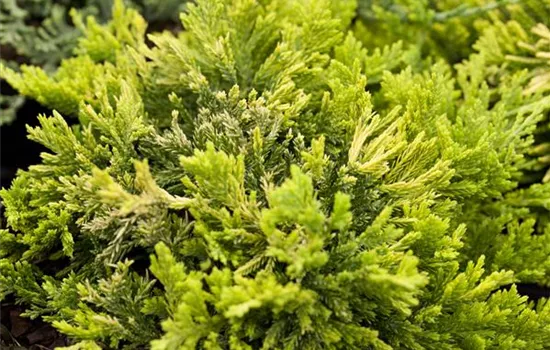 Juniperus com.'Lemon Carpet' Juniperus com.'Lemon Carpet'