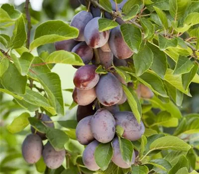 Prunus dom.'Fruca' CAC