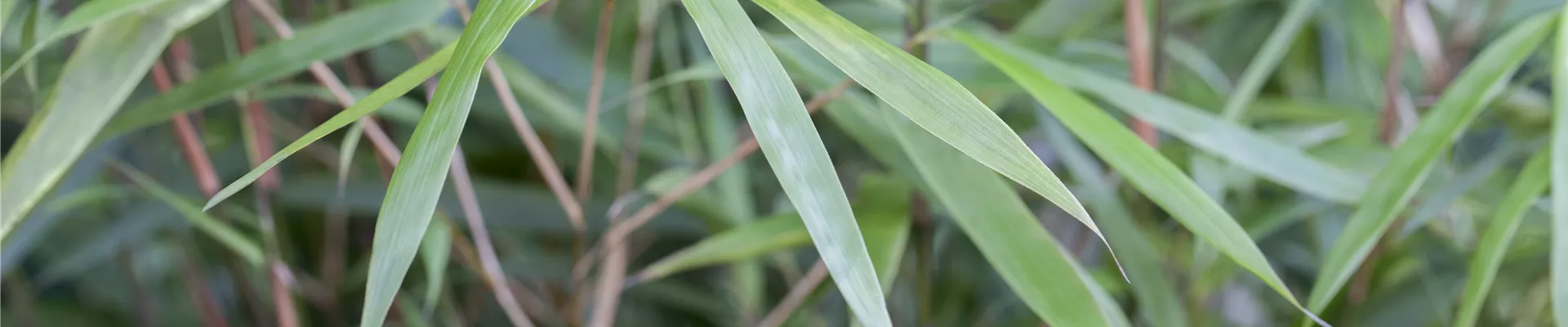 Fargesia scabrida 'Asian Wonder'