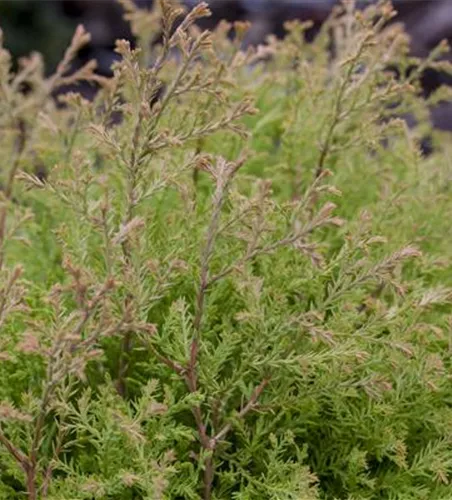 Thuja occidentalis 'Fire Chief'