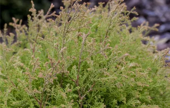 Thuja occidentalis 'Fire Chief' Thuja occidentalis 'Fire Chief'