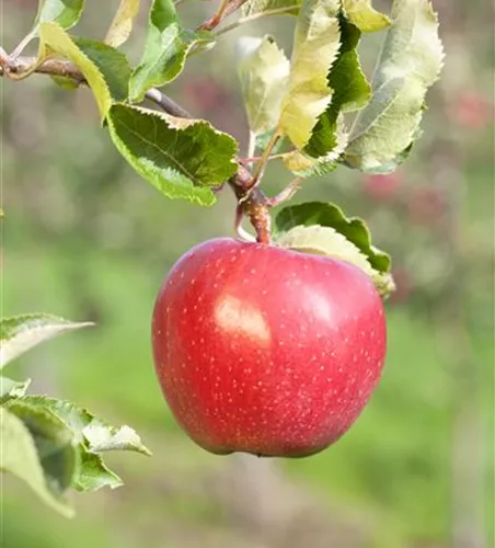Malus 'Alkmene' zert.