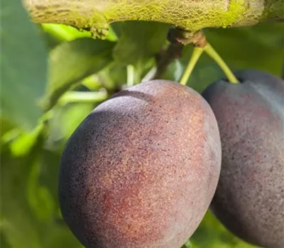 Prunus dom.'Haroma' -S- zert.