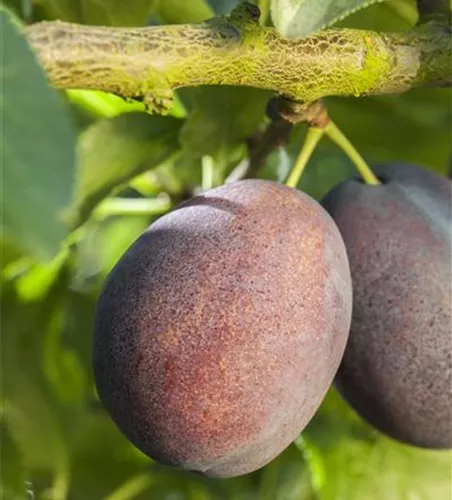 Prunus dom.'Haroma' -S- zert.