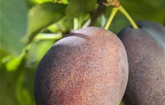 Prunus dom.'Haroma' -S- zert.