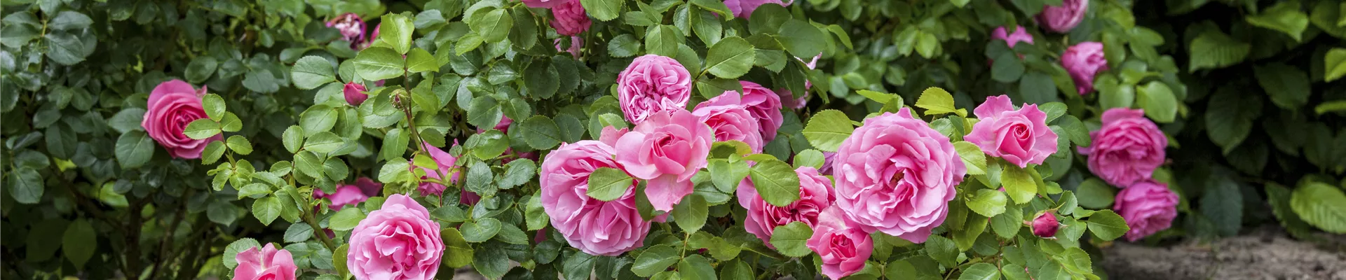 Strauchrose Strauchrose