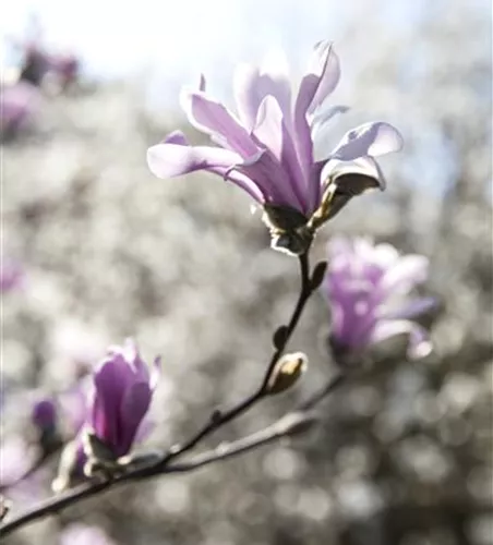 Magnolia loebneri 'Leonard Messel'