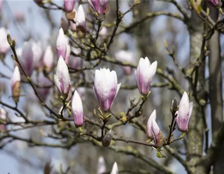 Die Magnolie – Blütenzauber im Frühling
