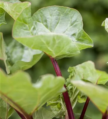 Rheum rhabarbarum 'Holsteiner Blut'