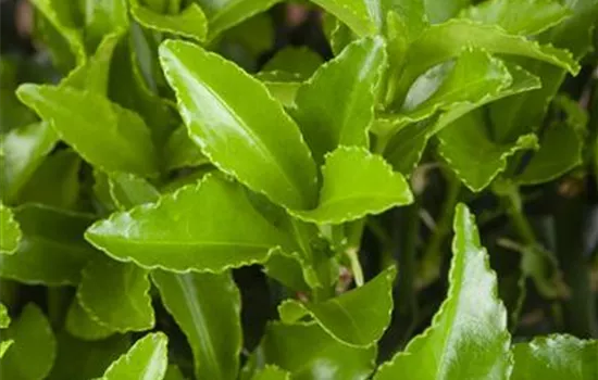 Euonymus japonicus 'Microphyllus'