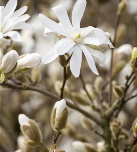 Magnolia stellata 'Royal Star'
