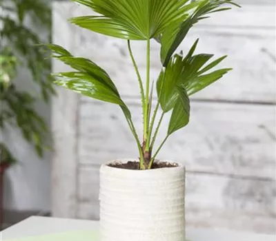 Chamaerops humilis Chamaerops humilis