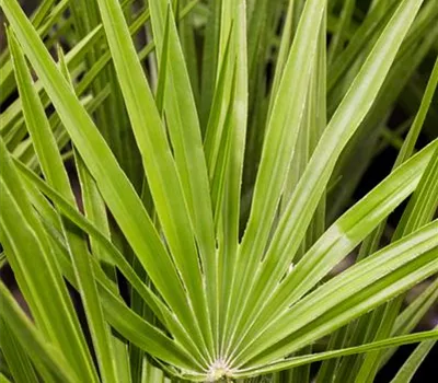 Chamaerops excelsa