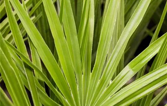 Chamaerops excelsa